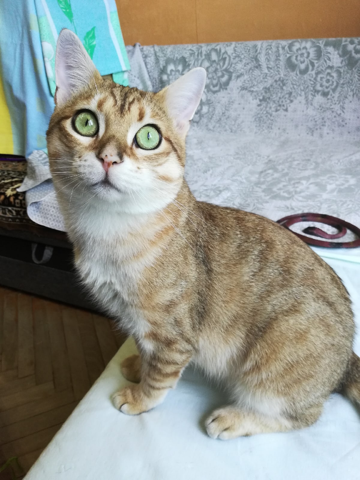 Оникс - Имена для мальчиков - Клички для котов и кошек