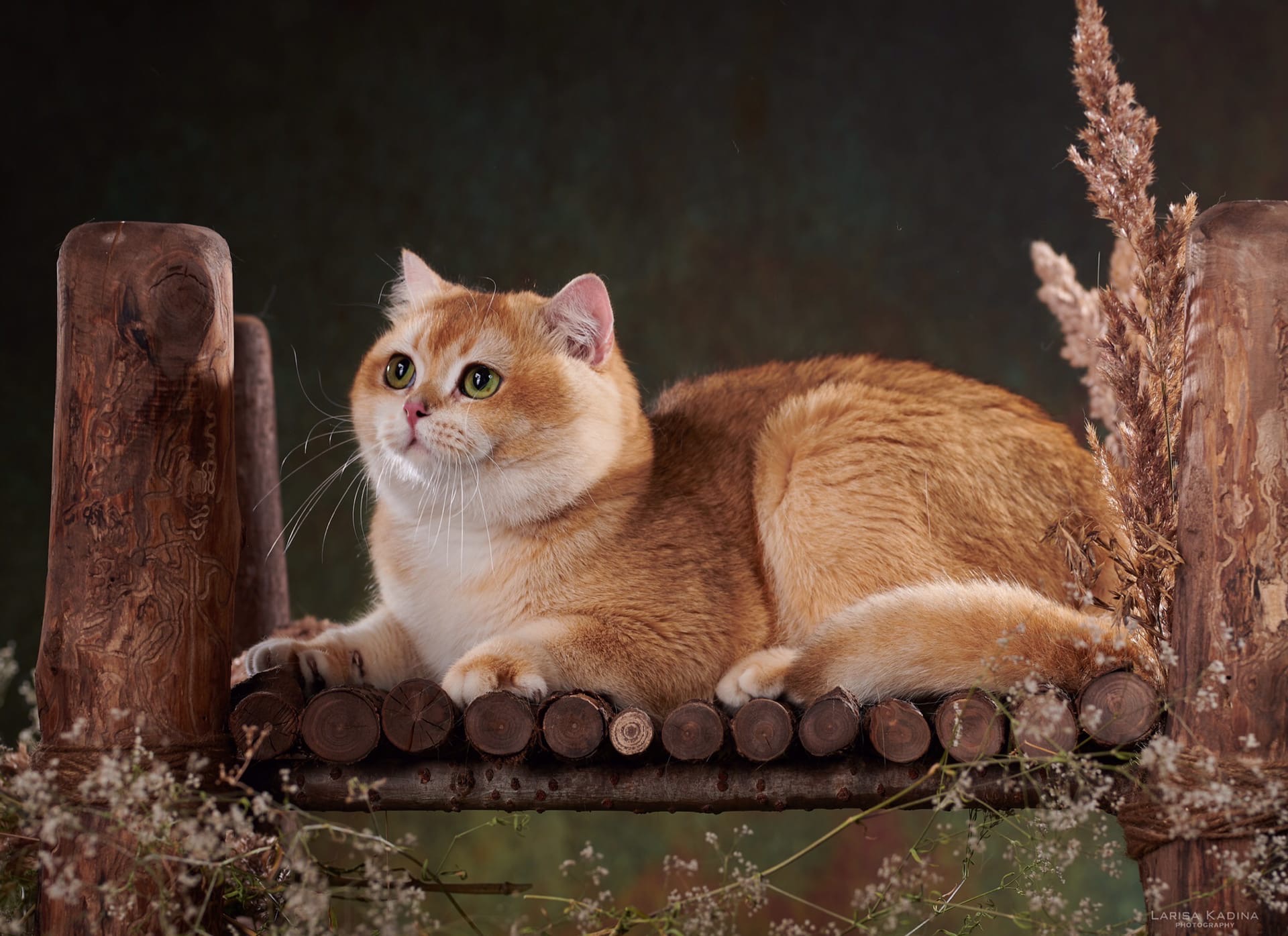 Акита - Имена для мальчиков - Клички для котов и кошек