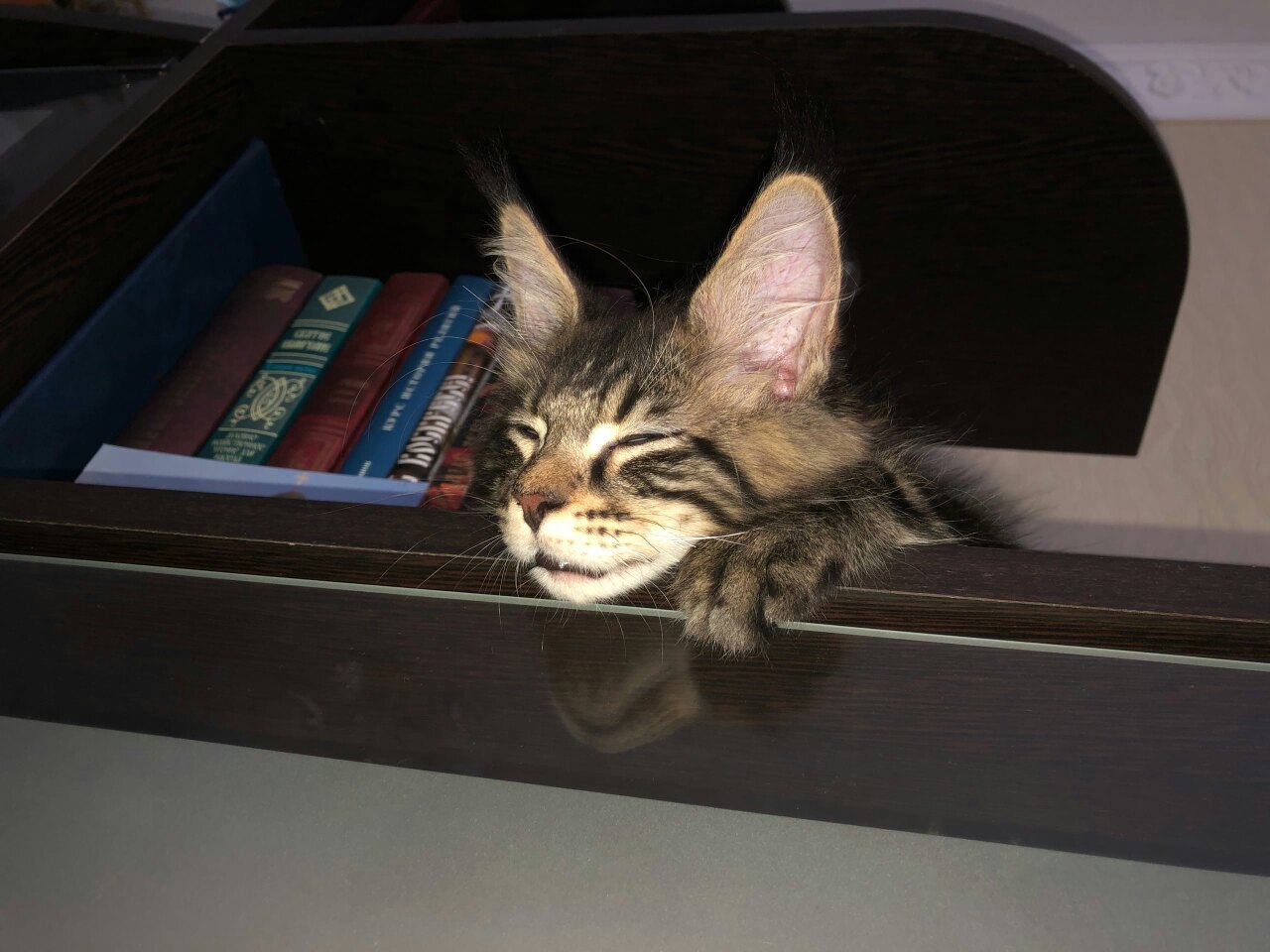 Жан - Имена для мальчиков - Клички для котов и кошек