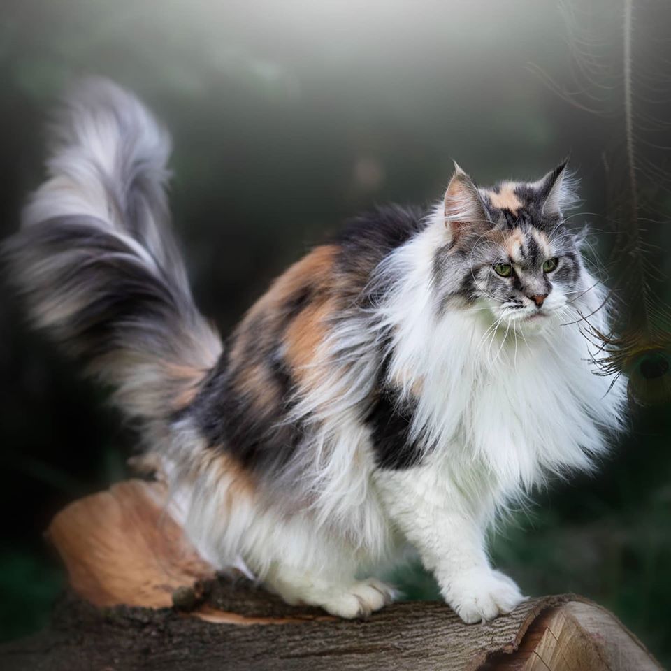 Лика - Имена для девочек - Клички для котов и кошек