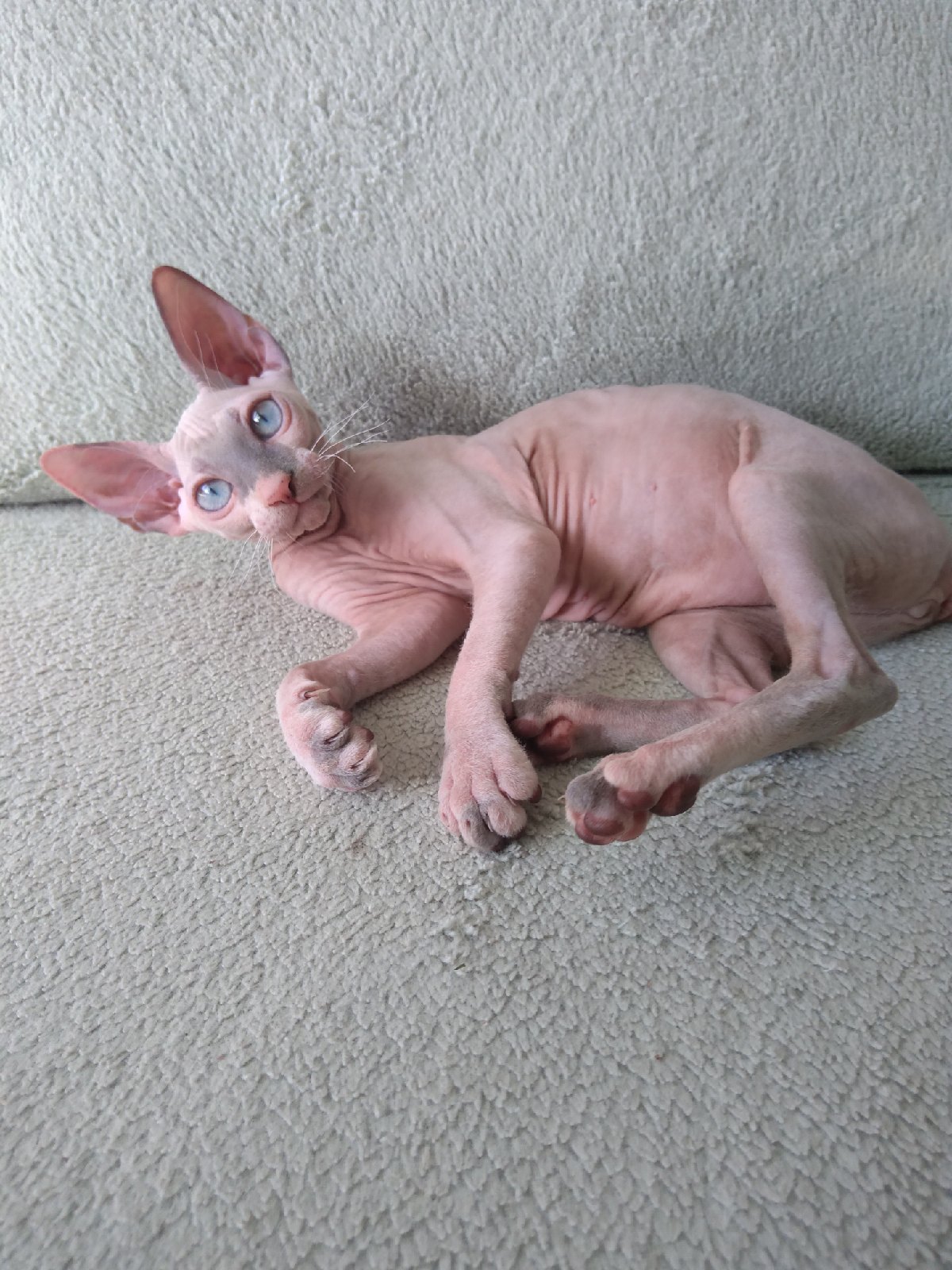 Санса - Имена для девочек - Клички для котов и кошек