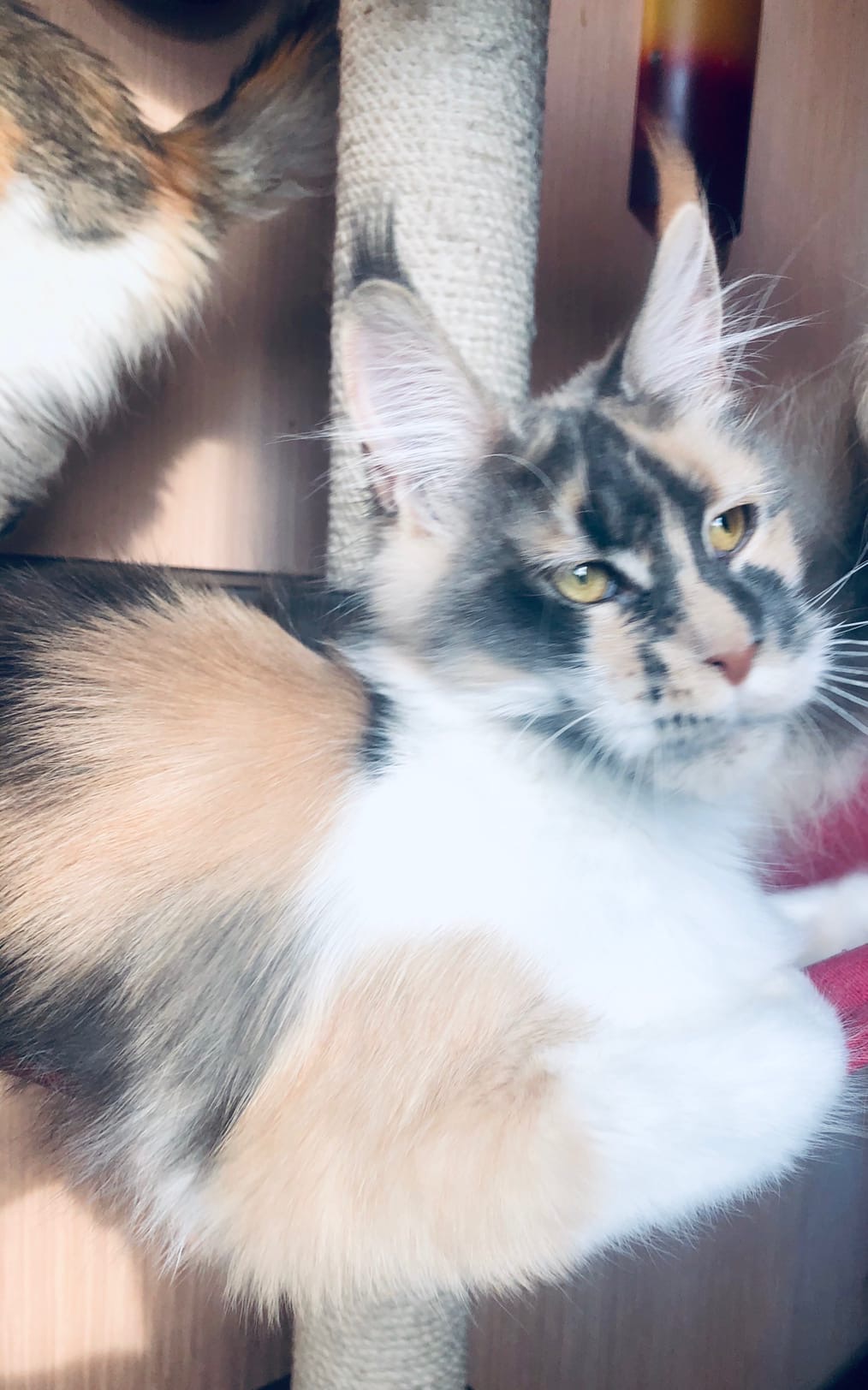 Дара - Имена для девочек - Клички для котов и кошек