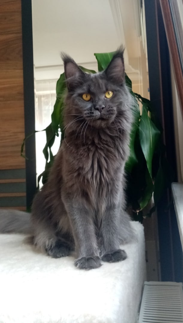 Лиара - Имена для девочек - Клички для котов и кошек