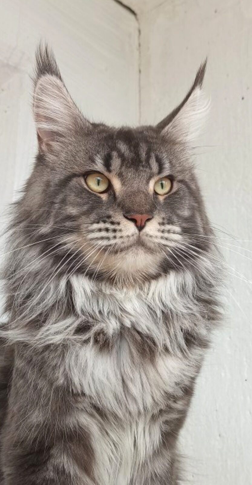 Драгон - Имена для мальчиков - Клички для котов и кошек