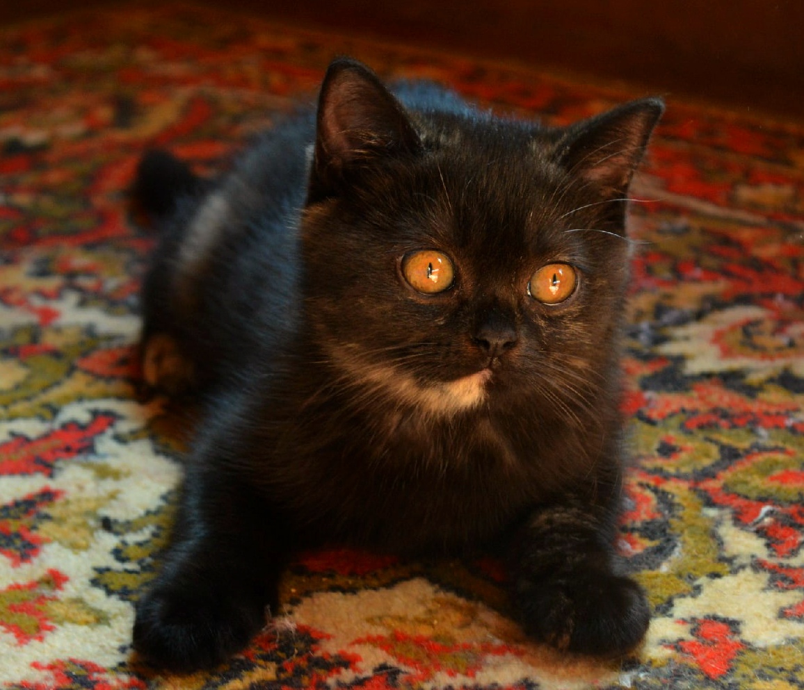 Луша - Имена для девочек - Клички для котов и кошек