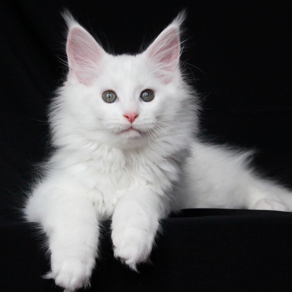 Белучи - Имена для девочек - Клички для котов и кошек