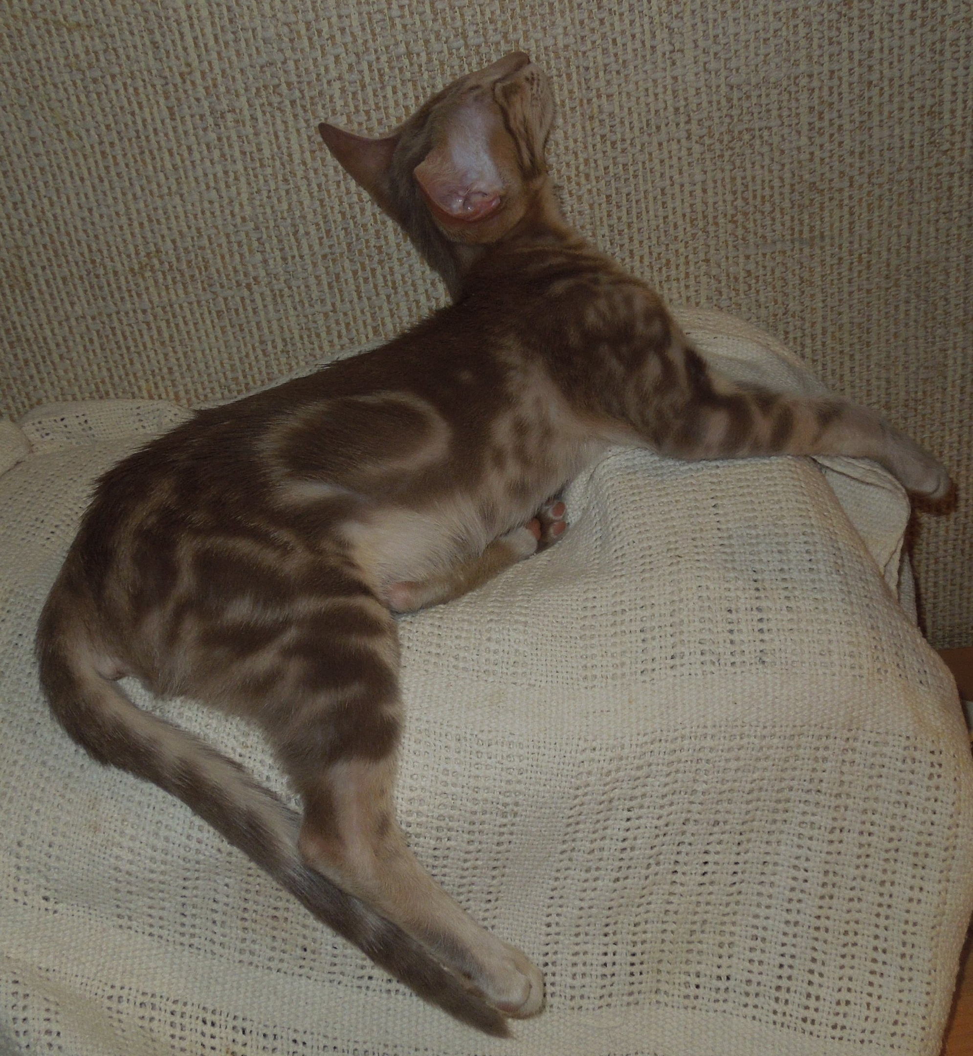 Ширдан - Имена для мальчиков - Клички для котов и кошек