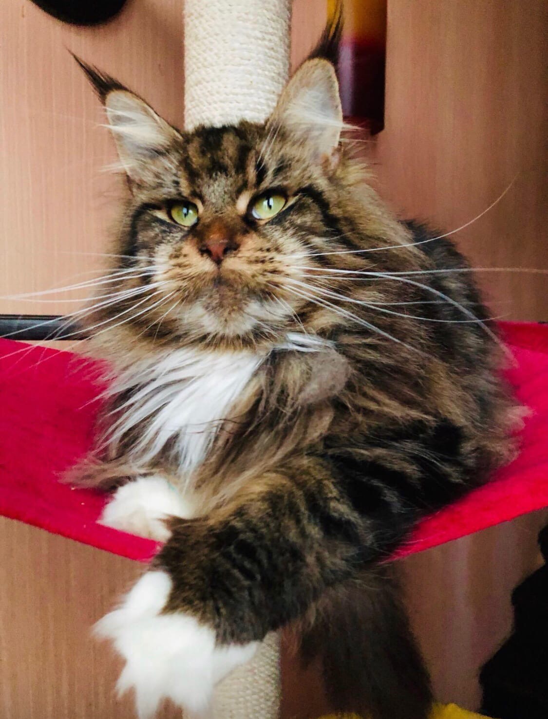 Бейба - Имена для девочек - Клички для котов и кошек