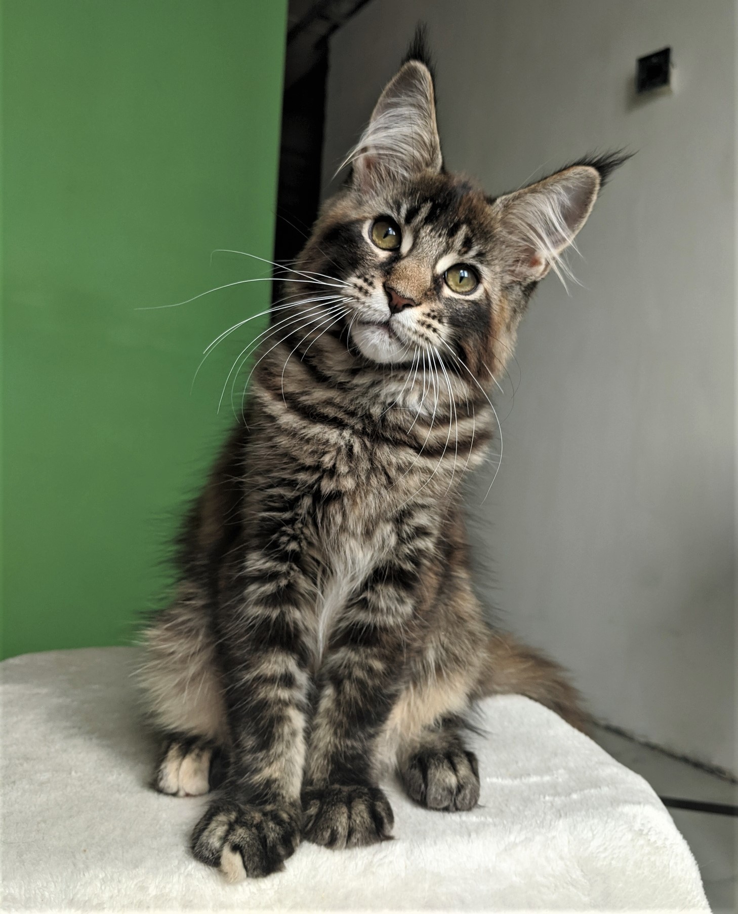 Ума - Имена для девочек - Клички для котов и кошек