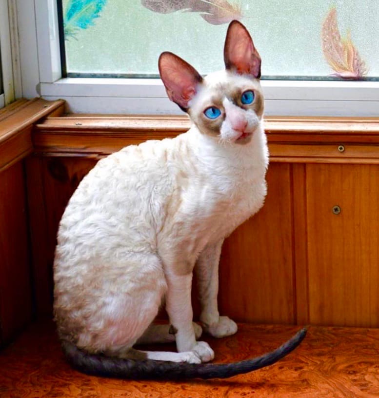 Каролина - Имена для девочек - Клички для котов и кошек