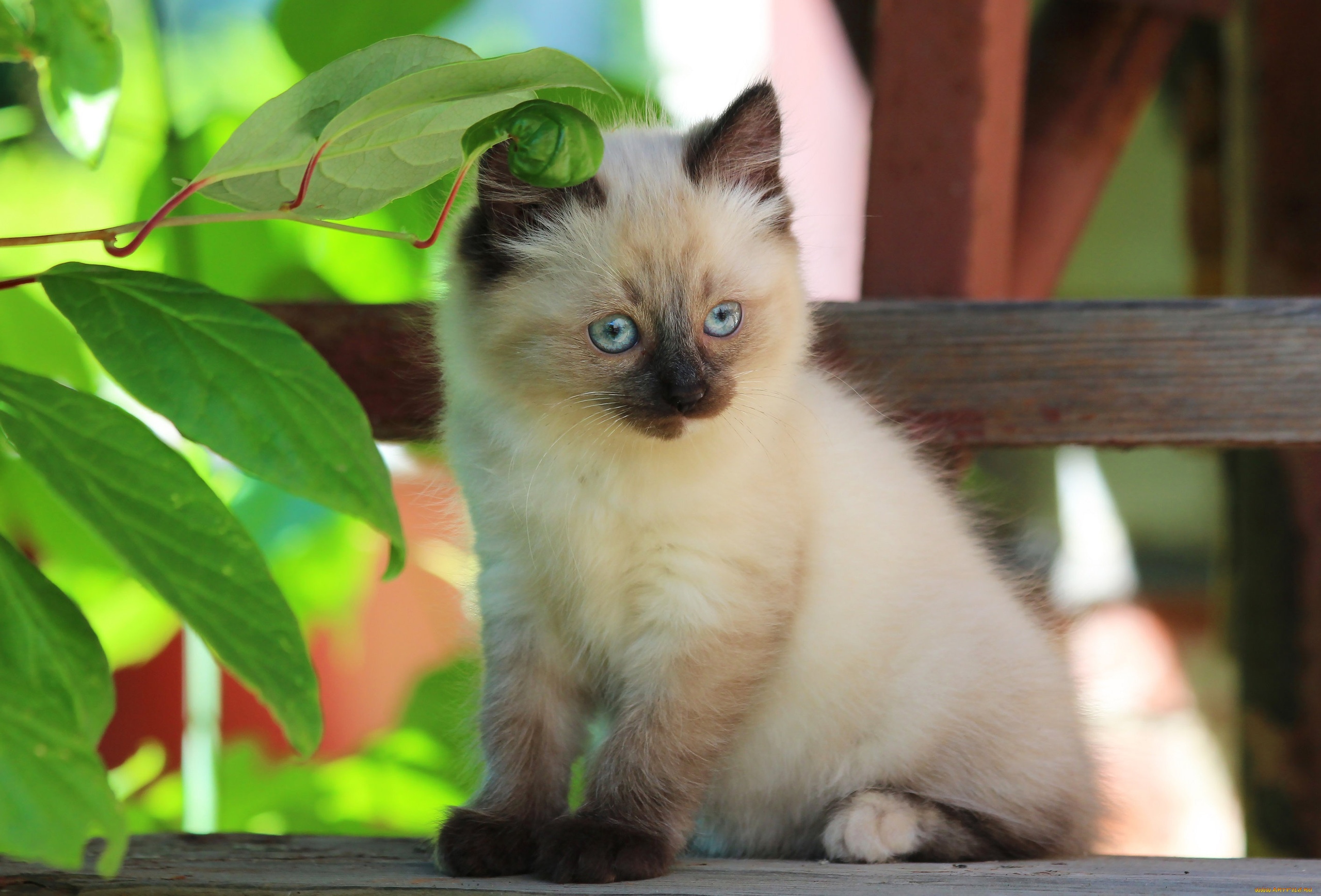 Сэлли - Имена для девочек - Клички для котов и кошек