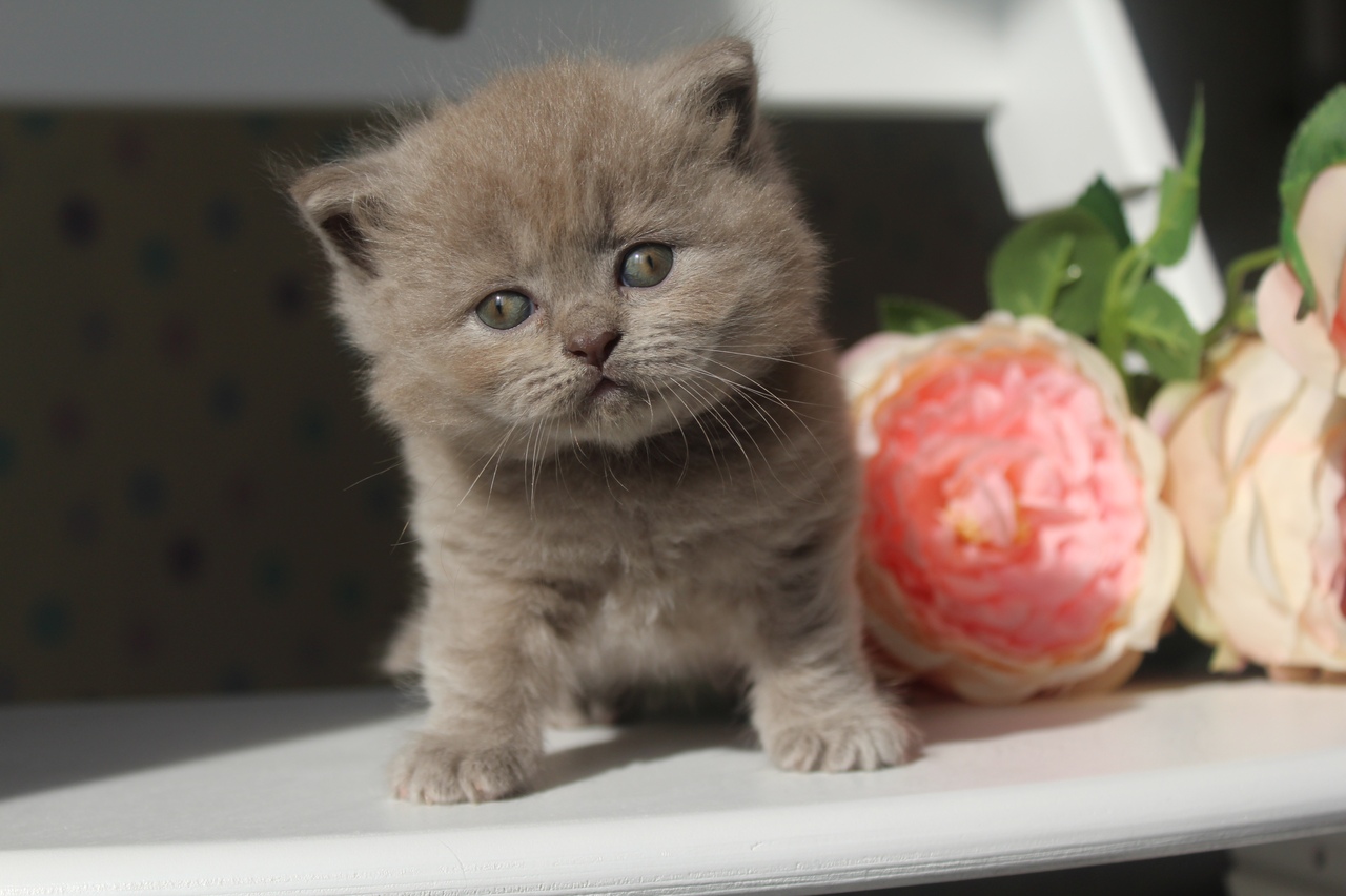 Даниэль - Имена для мальчиков - Клички для котов и кошек