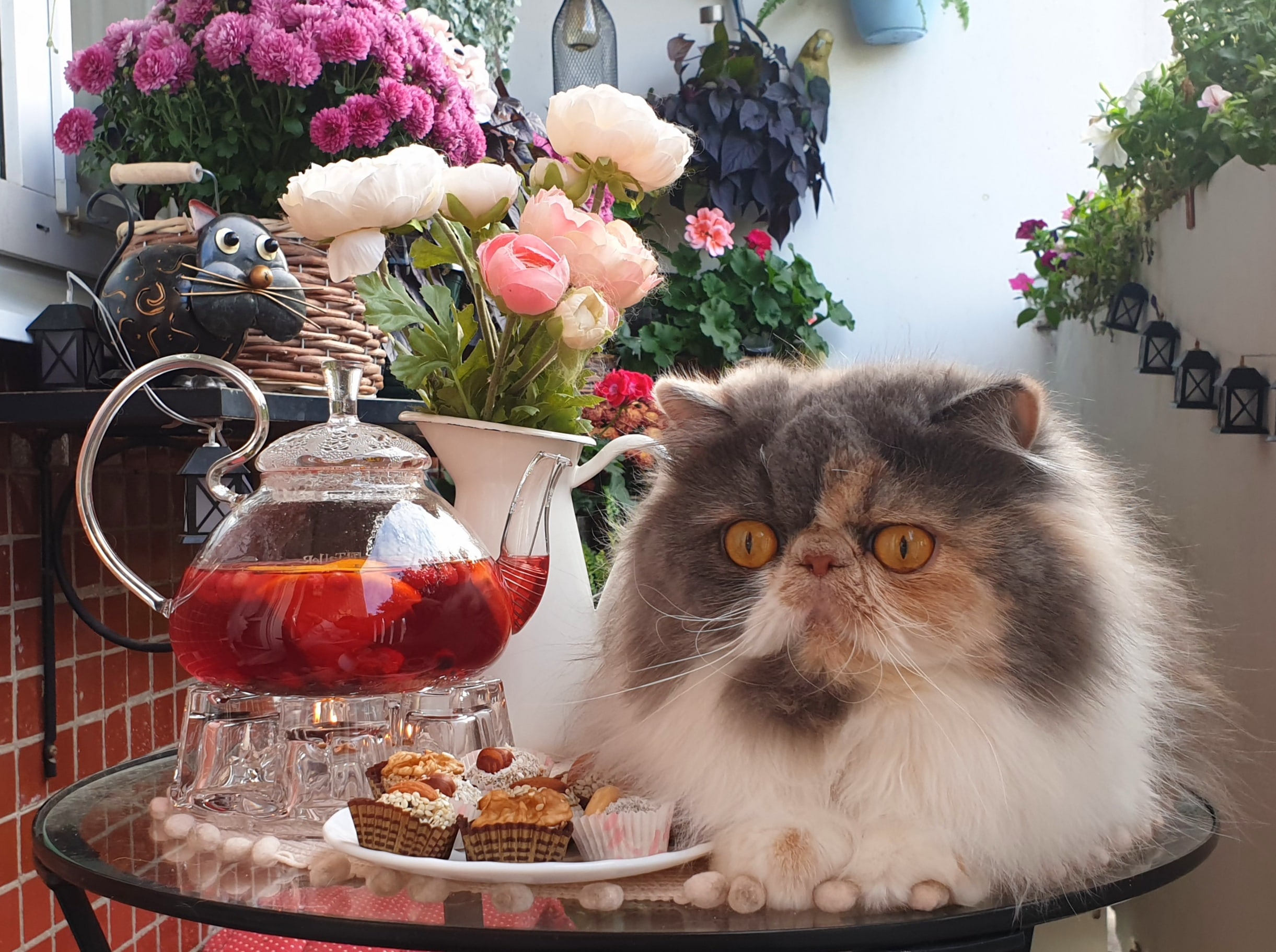 Ариша - Имена для девочек - Клички для котов и кошек