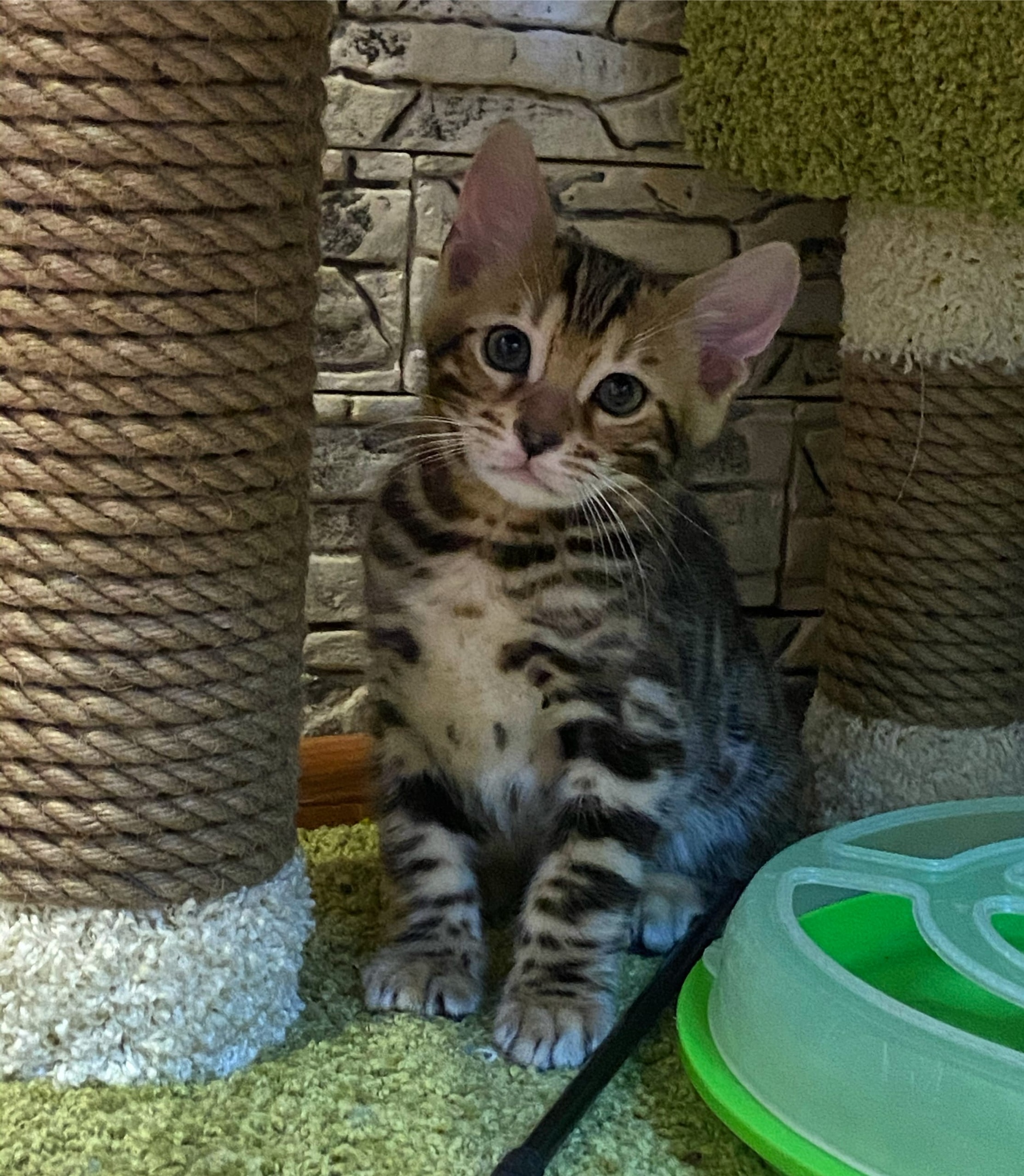 Эдисон - Имена для мальчиков - Клички для котов и кошек