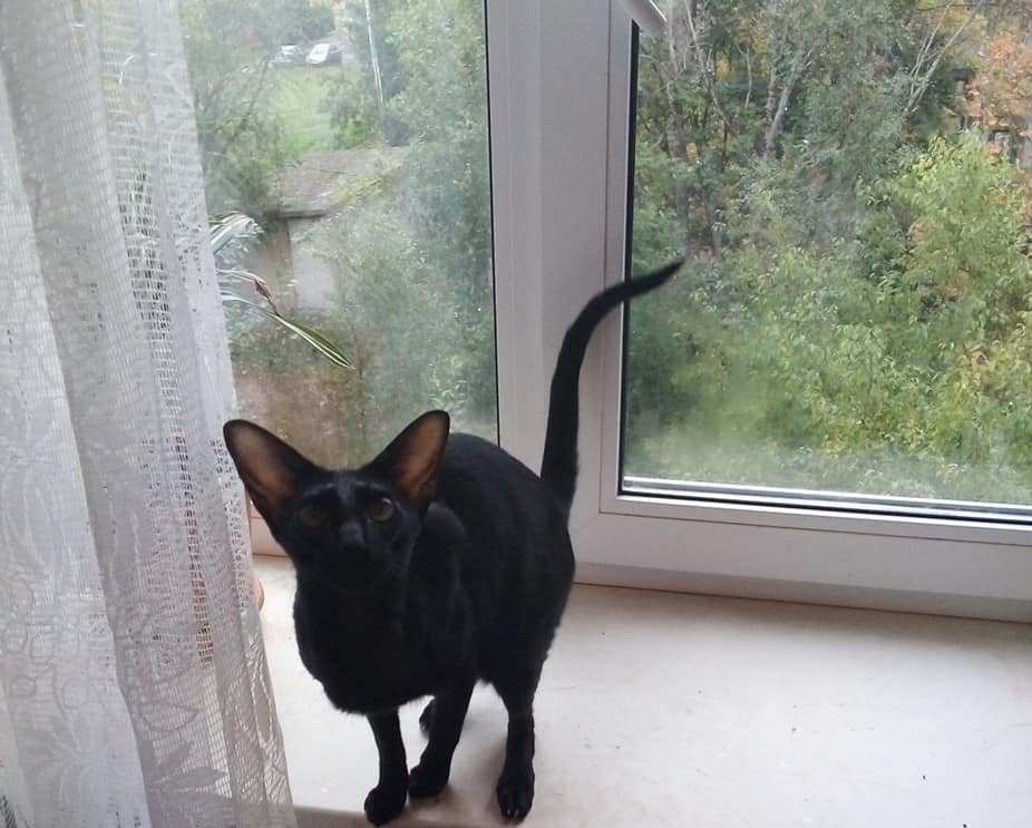 Порш - Имена для мальчиков - Клички для котов и кошек