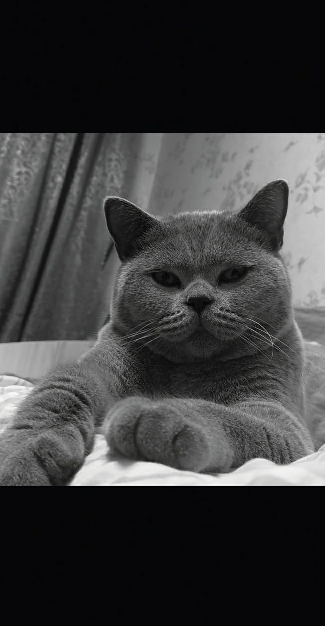 Лерой - Имена для мальчиков - Клички для котов и кошек