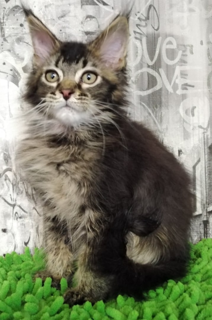 Джастин - Имена для мальчиков - Клички для котов и кошек