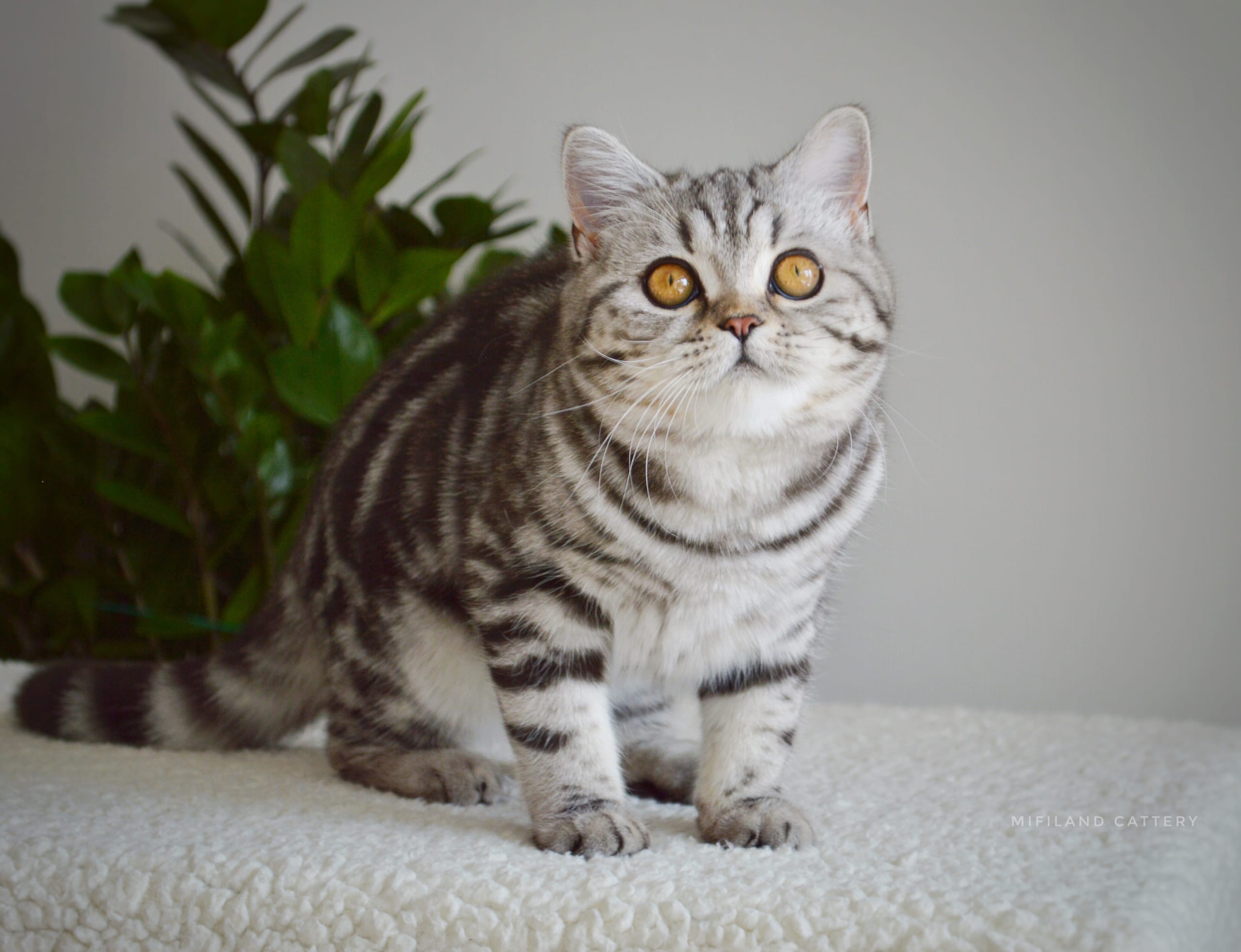 Стас - Имена для мальчиков - Клички для котов и кошек