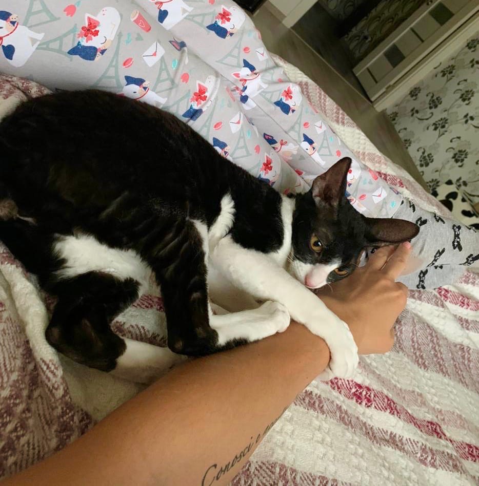 Роза - Имена для девочек - Клички для котов и кошек