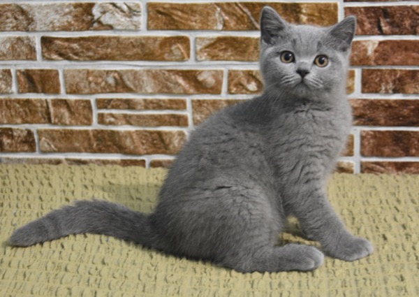 Рауль - Имена для мальчиков - Клички для котов и кошек