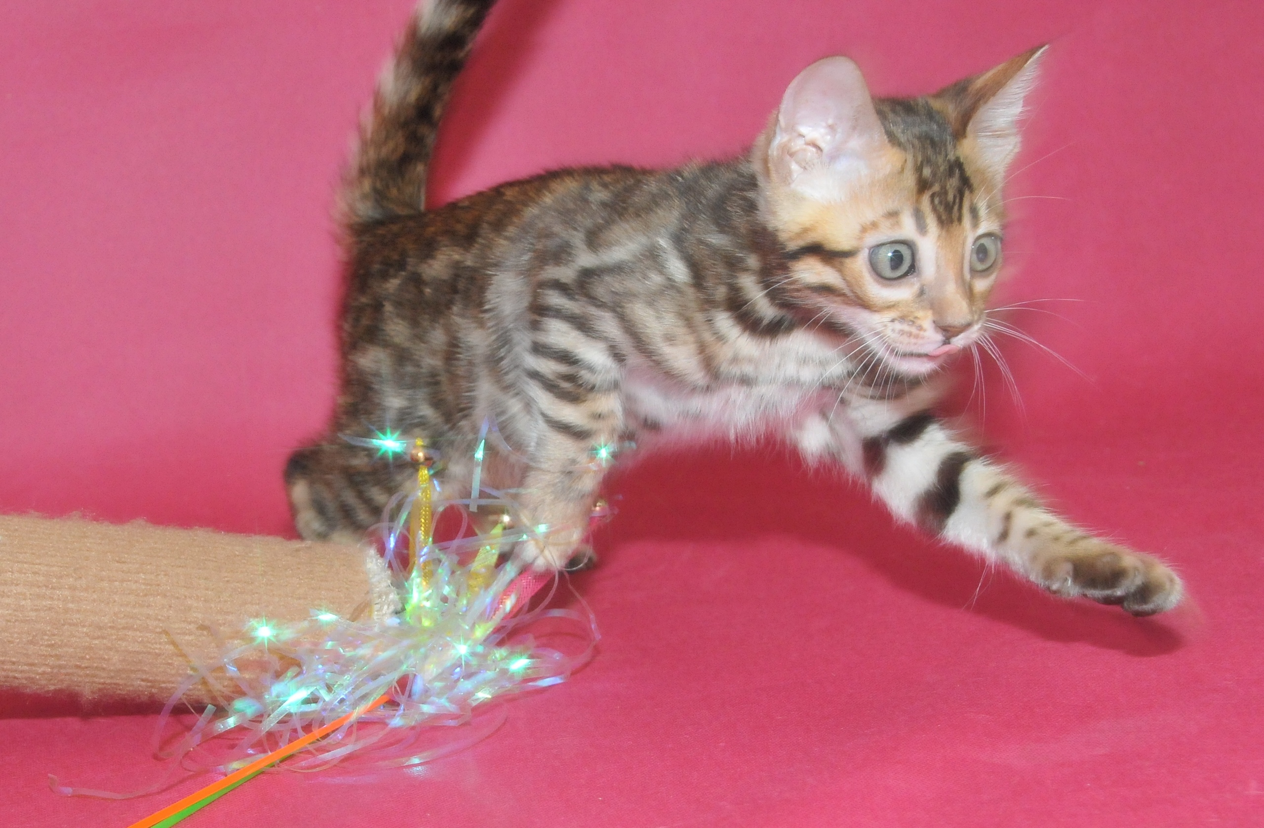 Шелтон - Имена для мальчиков - Клички для котов и кошек