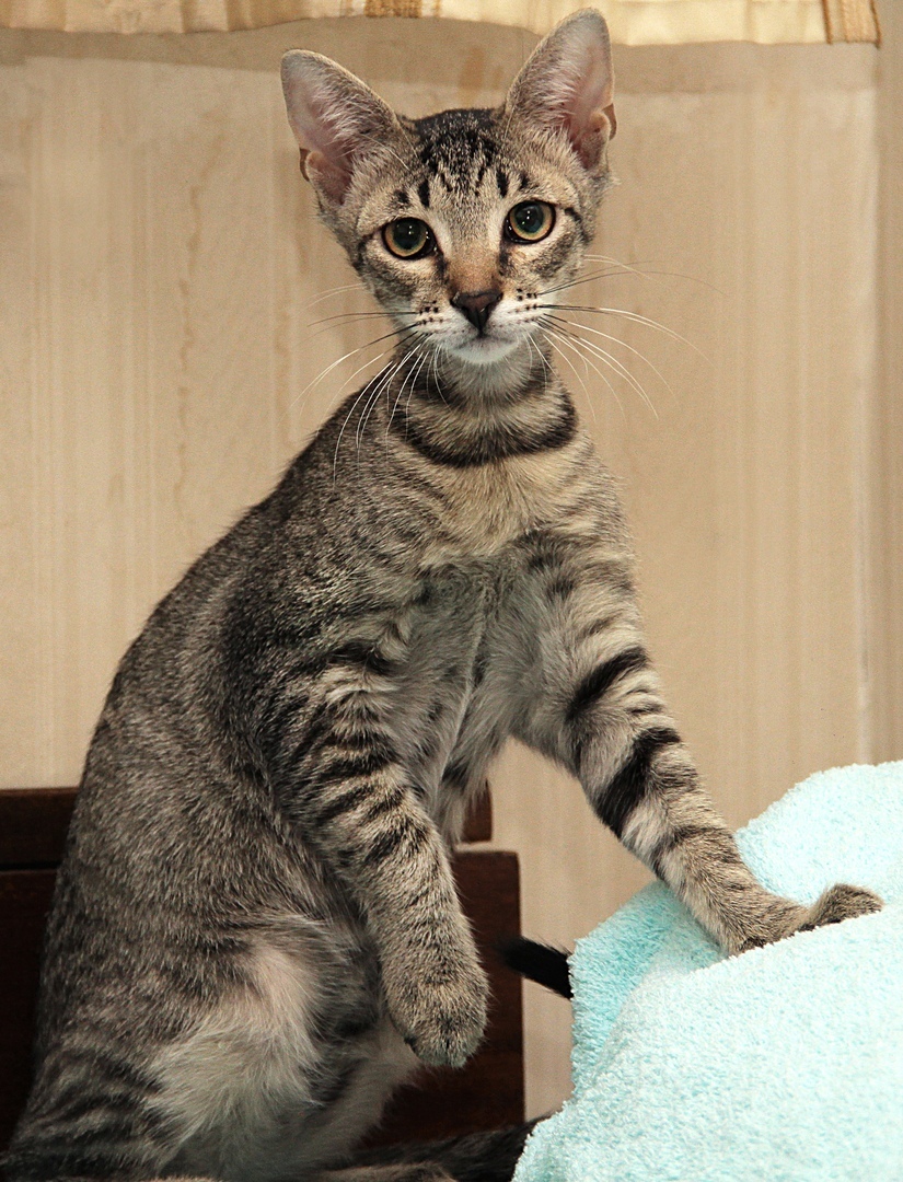 Шуша - Имена для девочек - Клички для котов и кошек