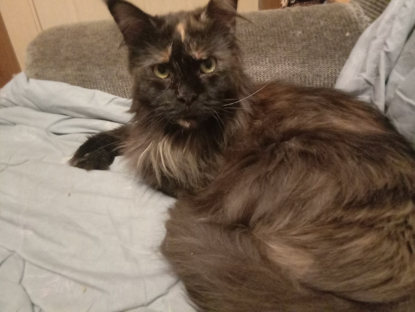 Юми - Имена для девочек - Клички для котов и кошек