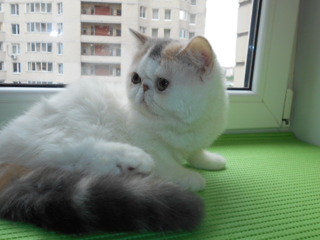 Магдален - Имена для девочек - Клички для котов и кошек