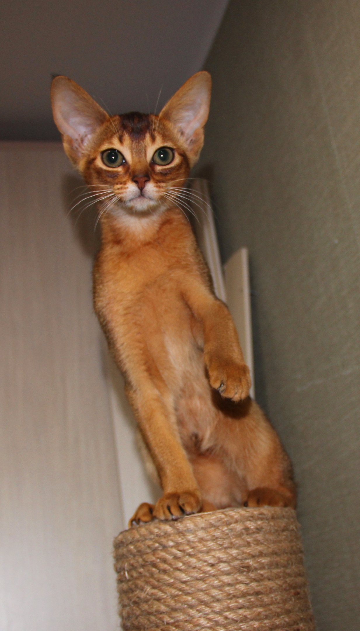 Абик - Имена для мальчиков - Клички для котов и кошек