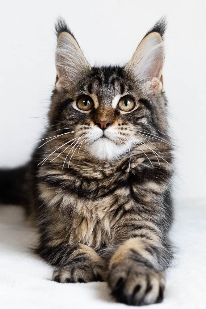 Вильма - Имена для девочек - Клички для котов и кошек