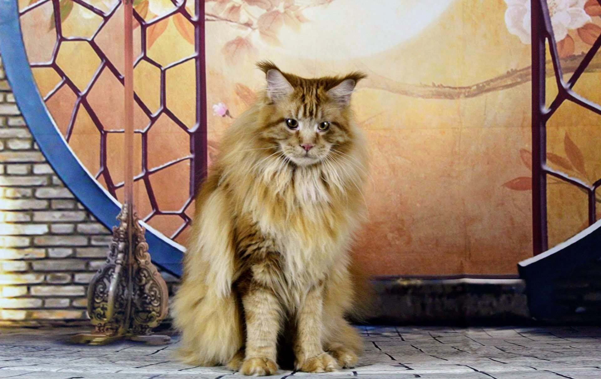 Торнадо - Имена для мальчиков - Клички для котов и кошек