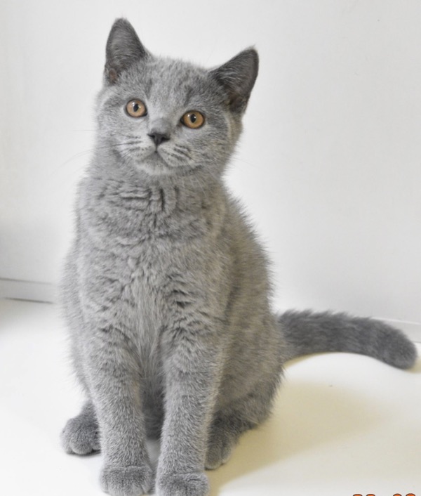 Робин - Имена для мальчиков - Клички для котов и кошек