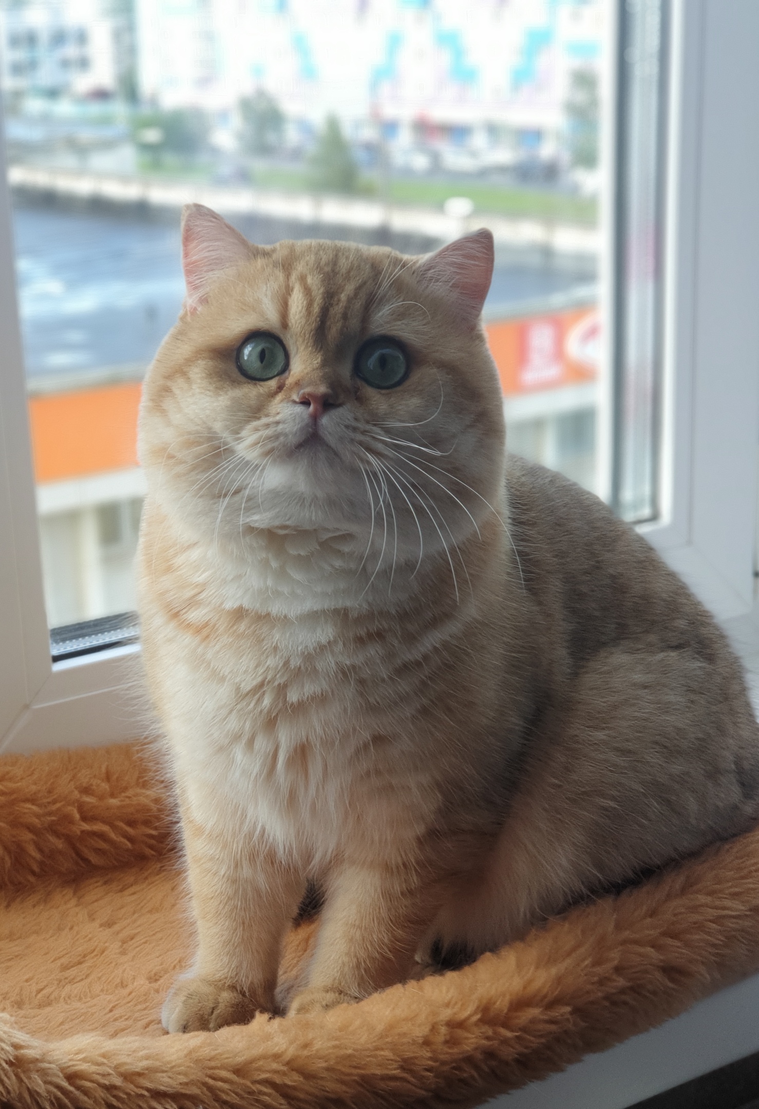 Никита - Имена для мальчиков - Клички для котов и кошек