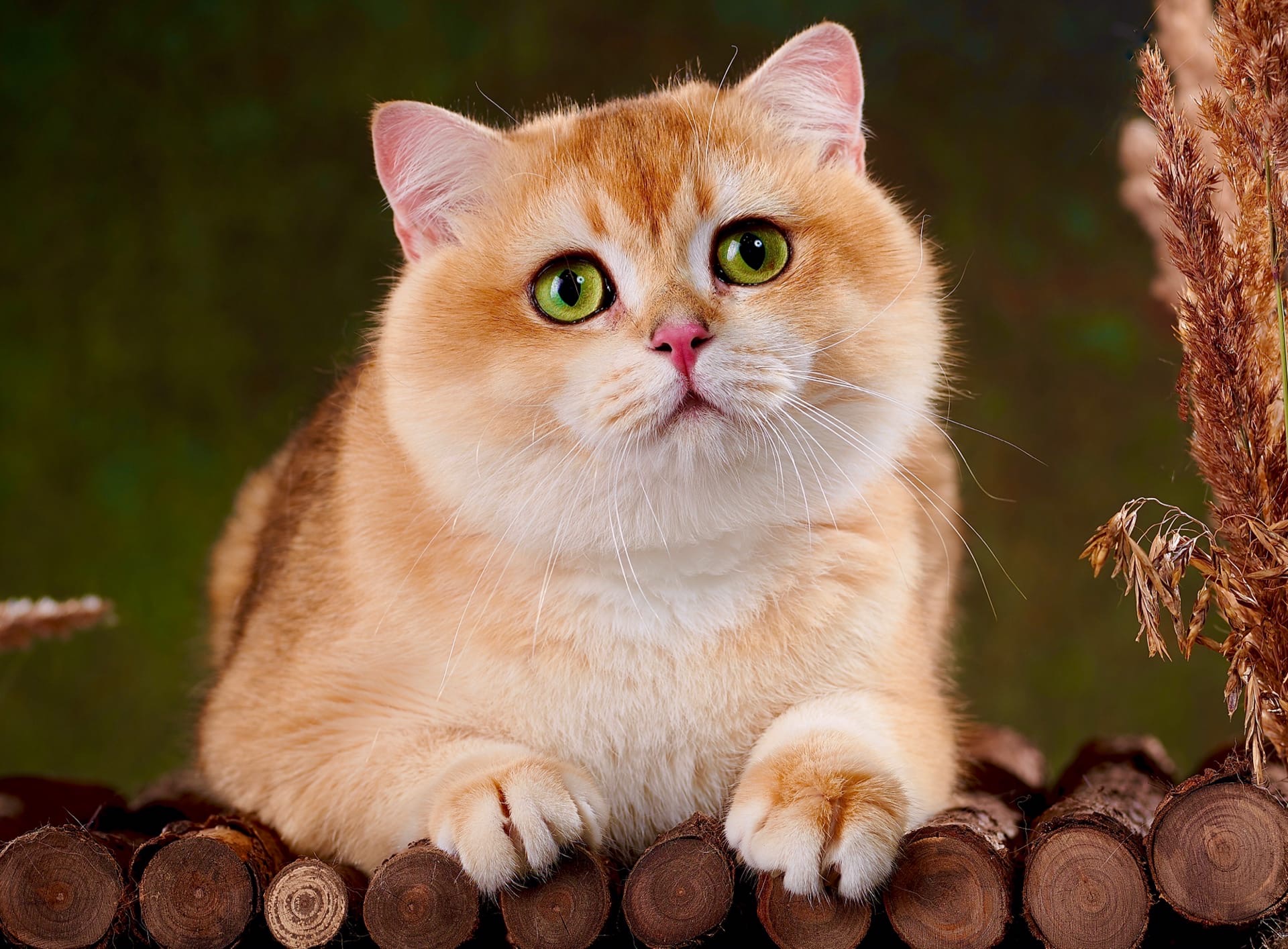 Кензо - Имена для мальчиков - Клички для котов и кошек