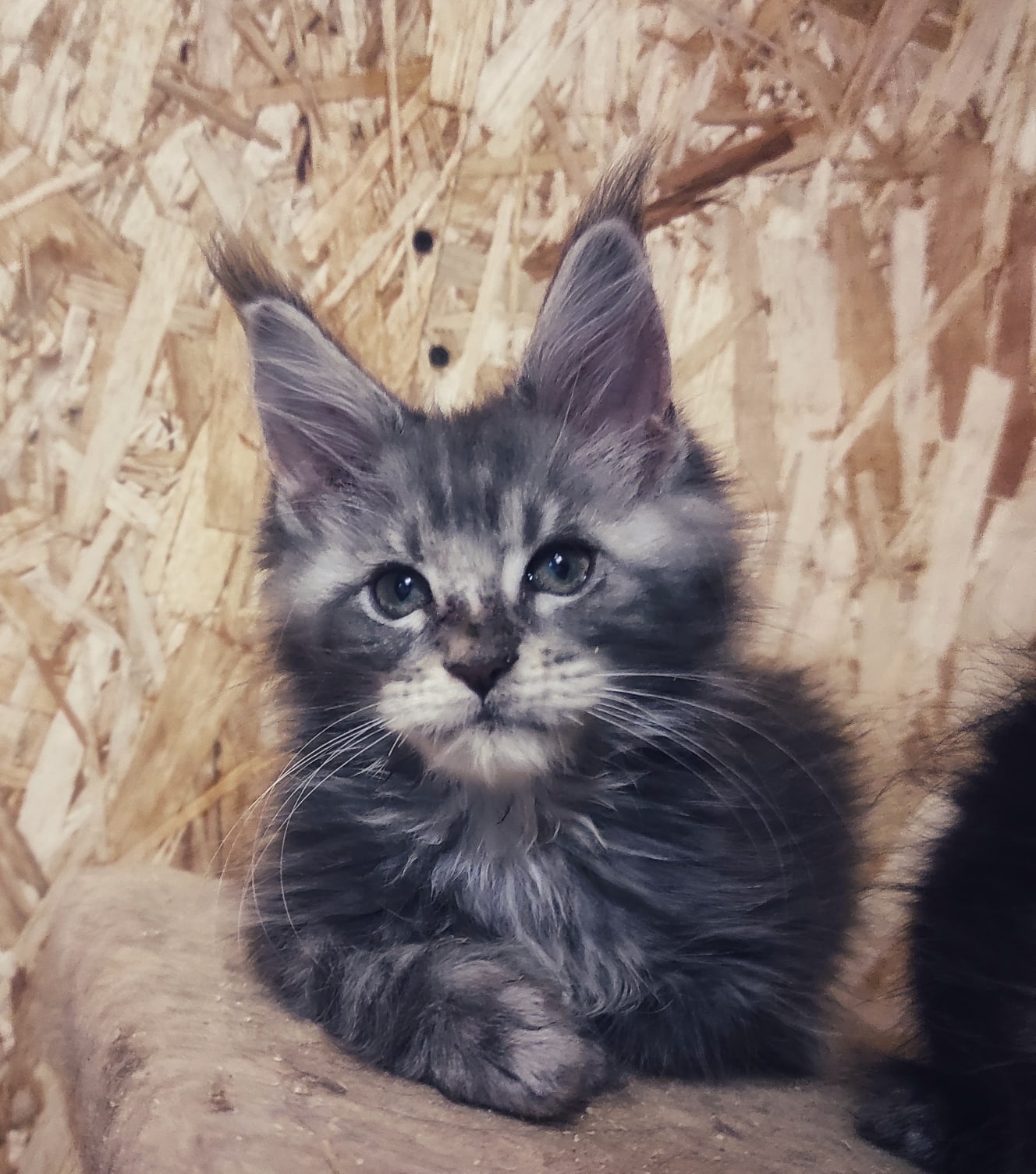 Локи - Имена для мальчиков - Клички для котов и кошек