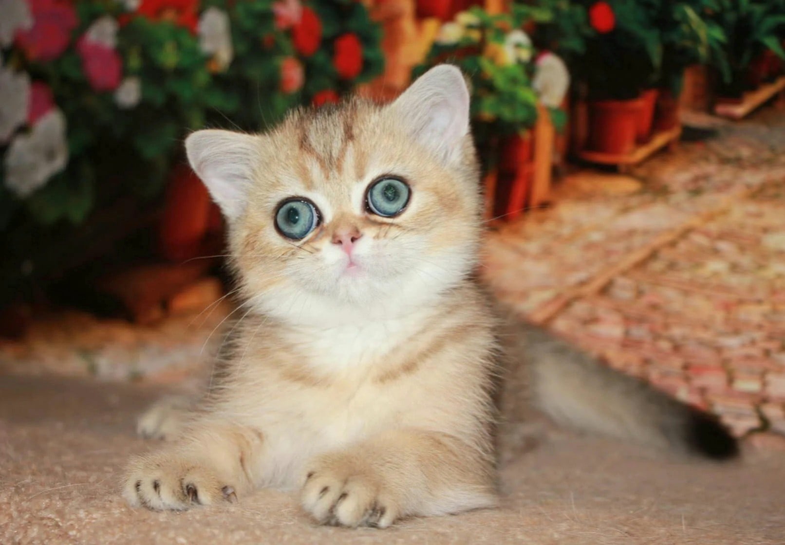 Чипс - Имена для мальчиков - Клички для котов и кошек