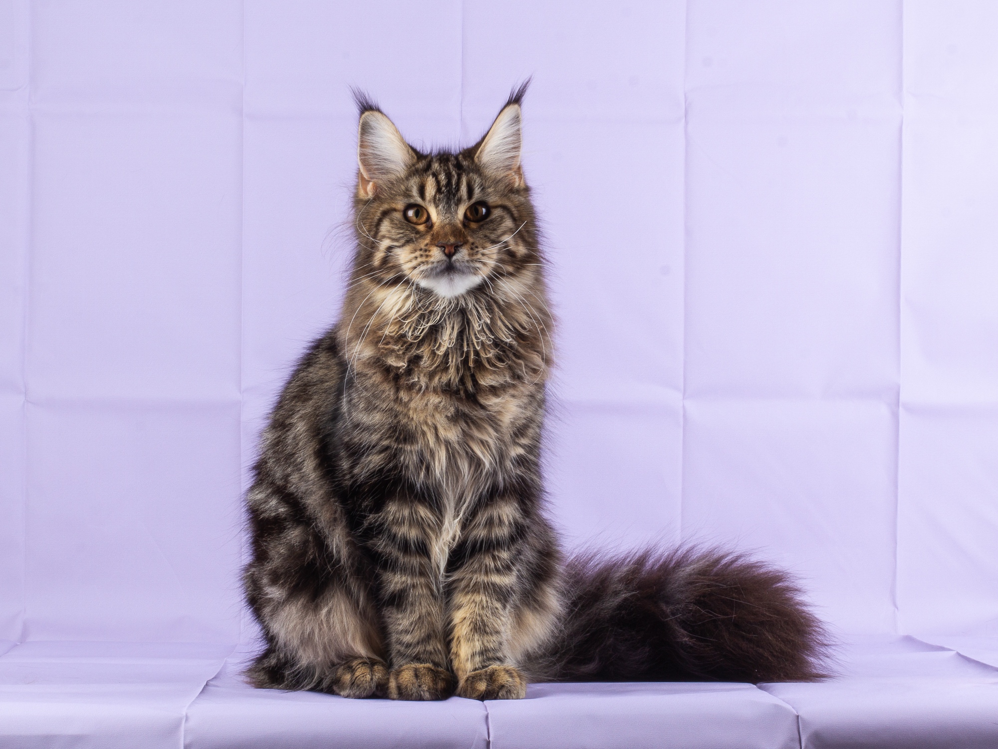 Асандора - Имена для девочек - Клички для котов и кошек