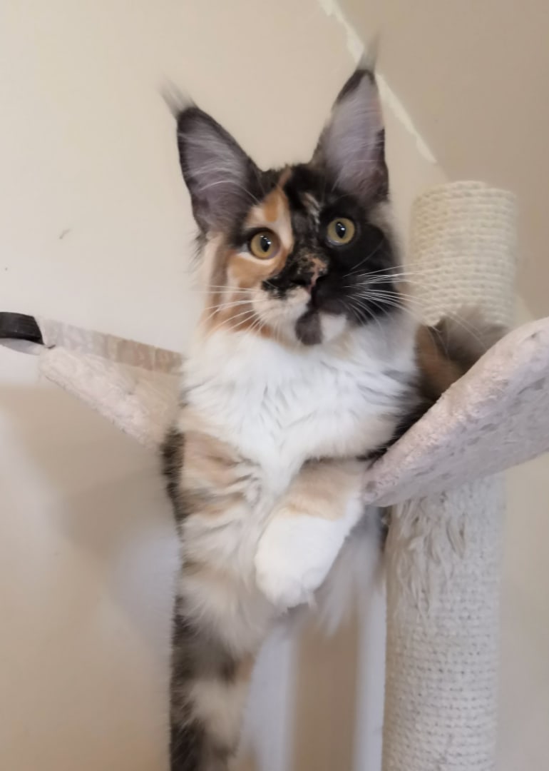 Юкки - Имена для девочек - Клички для котов и кошек