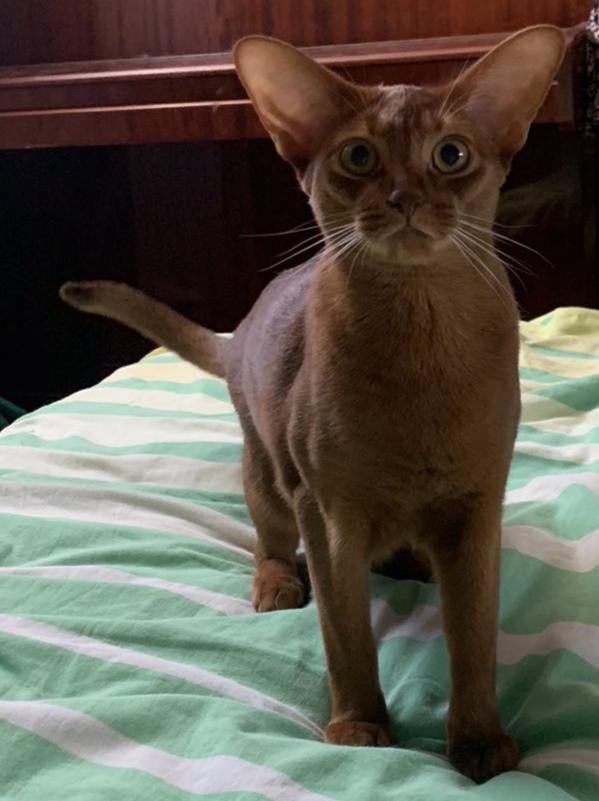 Калина - Имена для девочек - Клички для котов и кошек