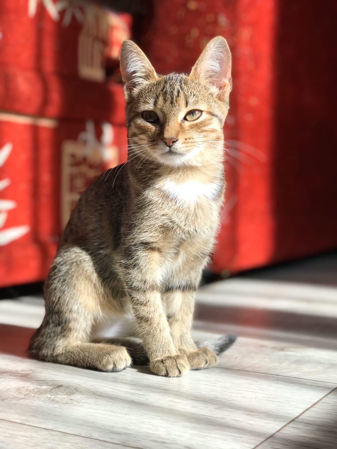 Зина - Имена для девочек - Клички для котов и кошек