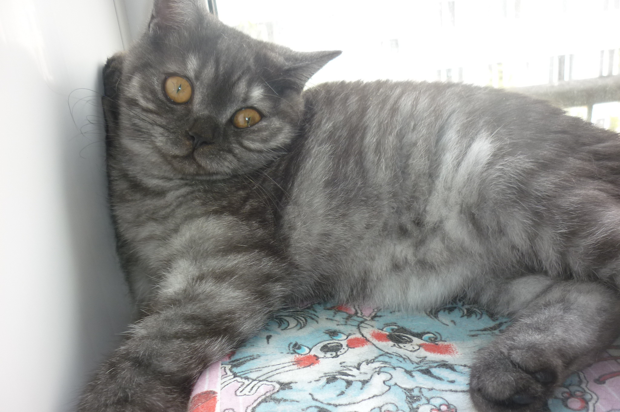 Устина - Имена для девочек - Клички для котов и кошек