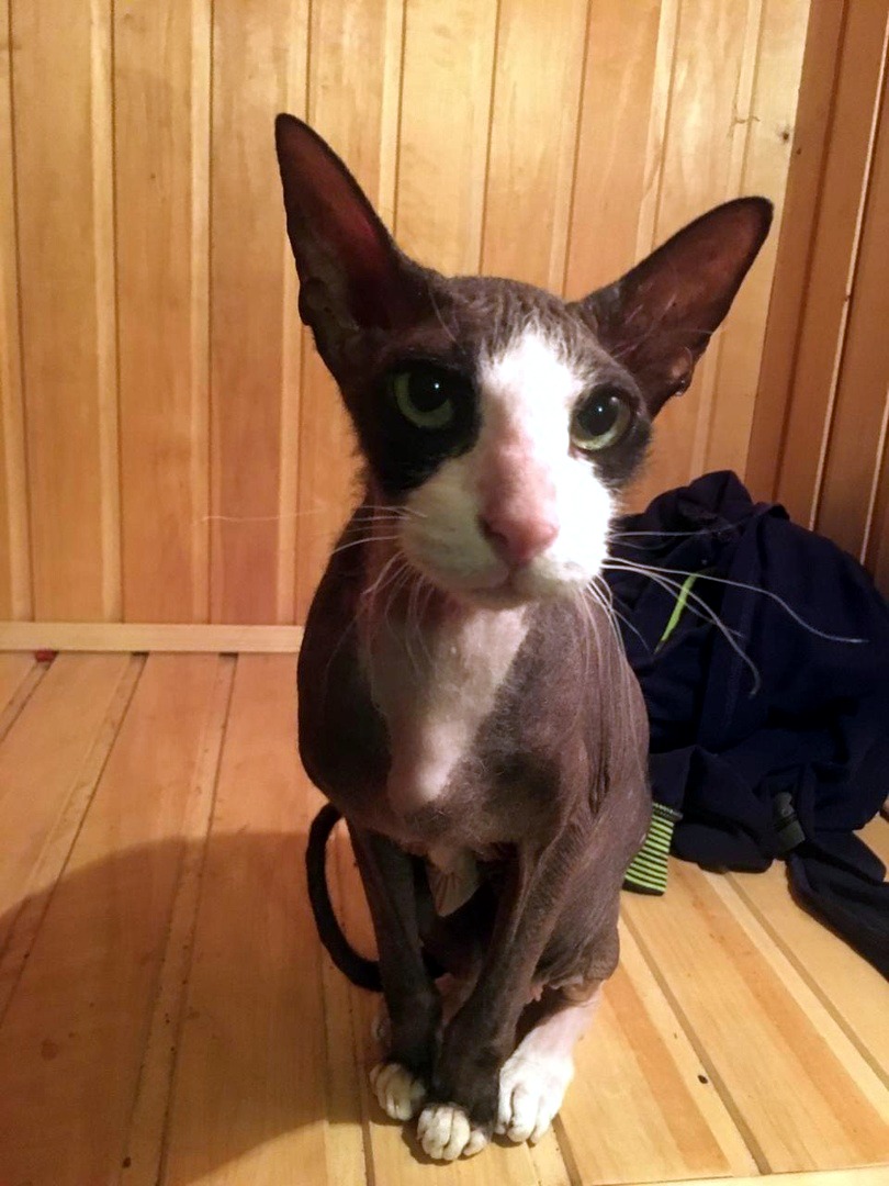 Крис - Имена для мальчиков - Клички для котов и кошек