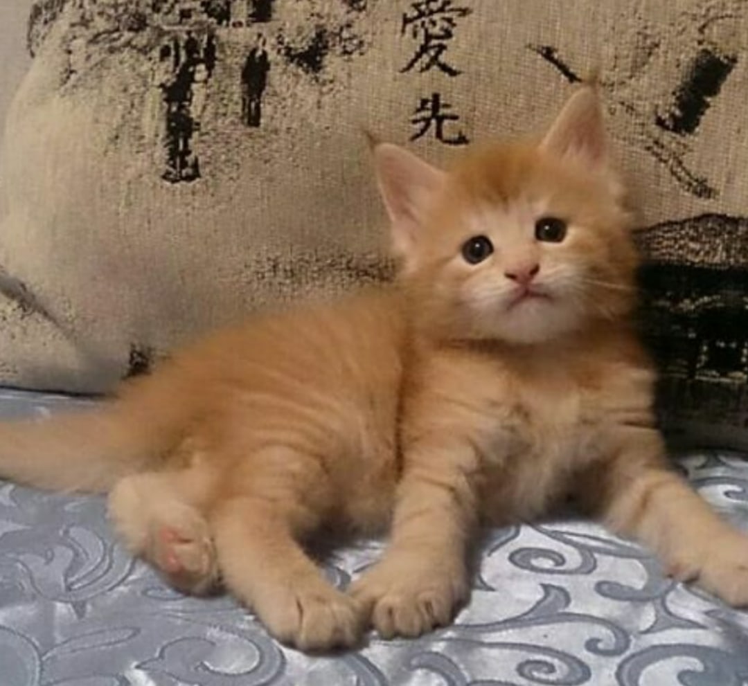 Шибуми - Имена для мальчиков - Клички для котов и кошек