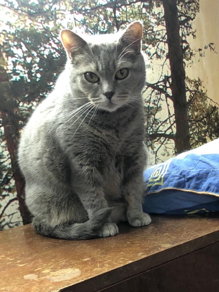 Айя - Имена для девочек - Клички для котов и кошек