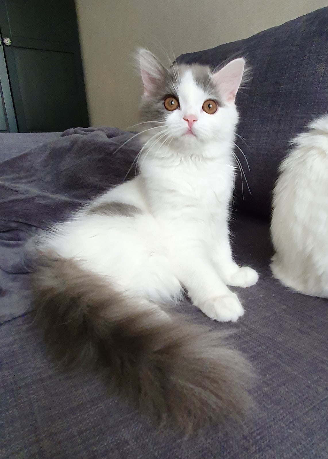 Кедрус - Имена для мальчиков - Клички для котов и кошек