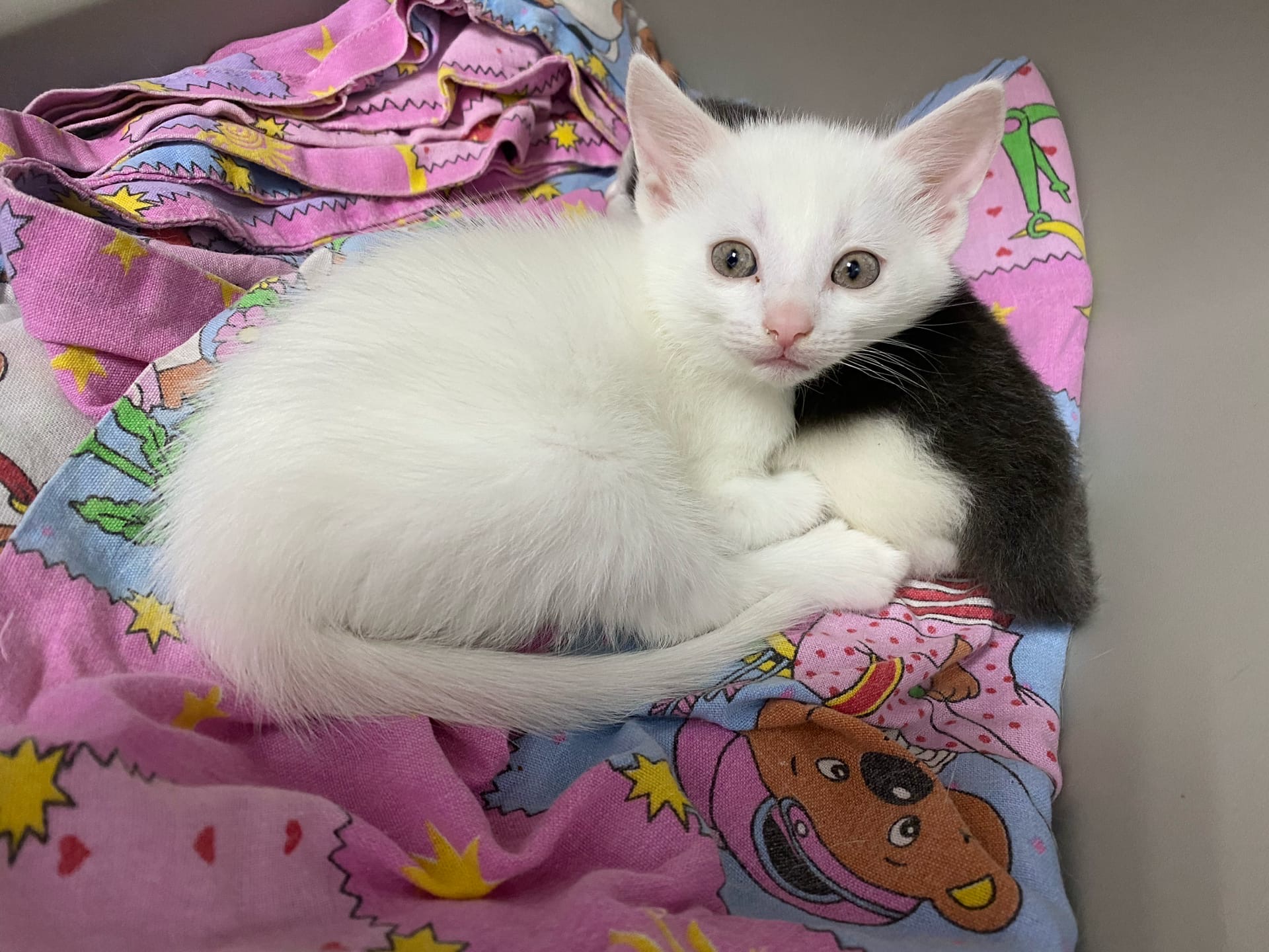 Снежа - Имена для девочек - Клички для котов и кошек