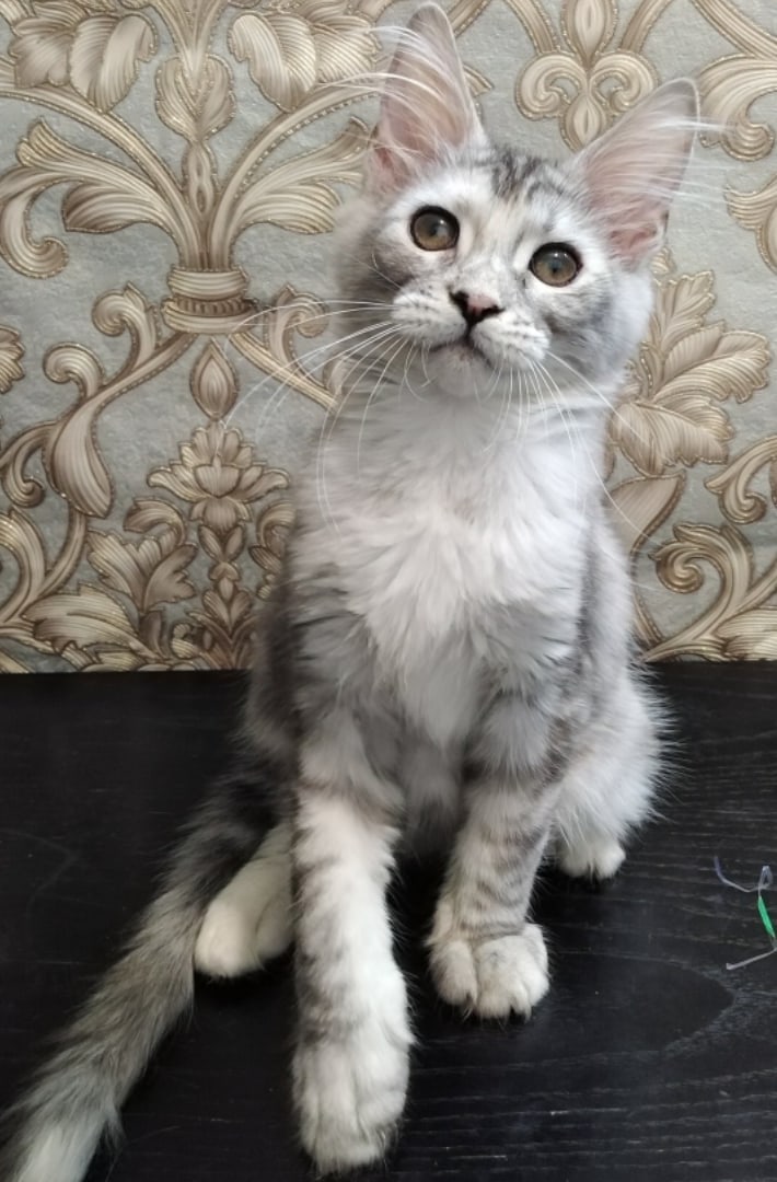 Октавия - Имена для девочек - Клички для котов и кошек