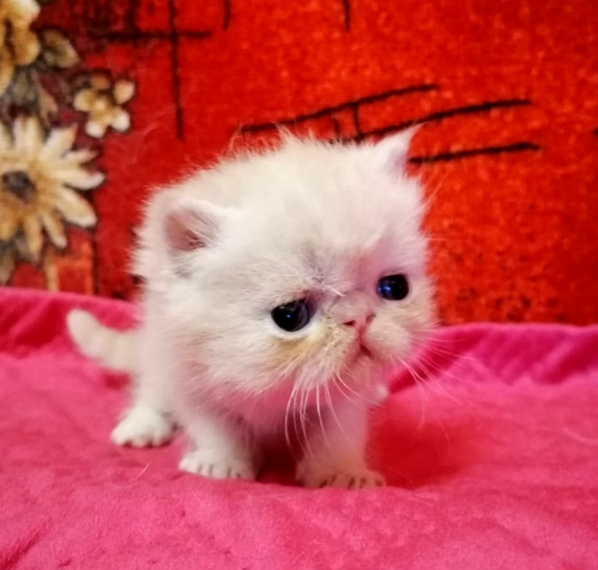 Лана - Имена для девочек - Клички для котов и кошек