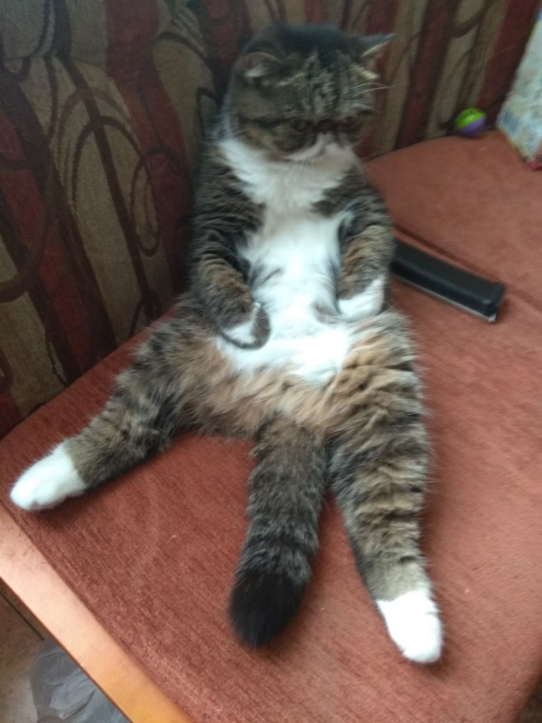 Шерелин - Имена для девочек - Клички для котов и кошек