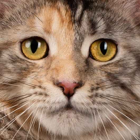 Айвори - Имена для мальчиков - Клички для котов и кошек